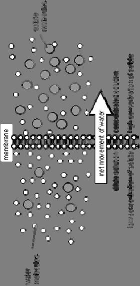 Osmoza Osmoza je kretanje vode (rastvarača) a) kroz