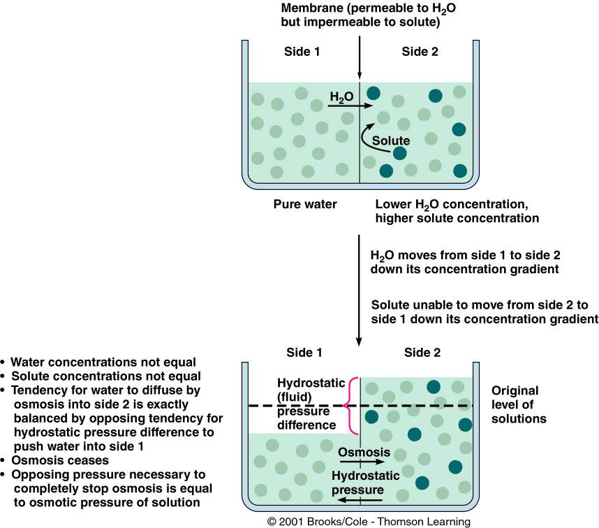 Semipermeabilne e Membrane Polupropustljiva membrana se može definisati kao bilo koja faza koja razdvaja dva