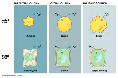 Biljne i životinjske ćelije u različitim rastvorima hipertoni