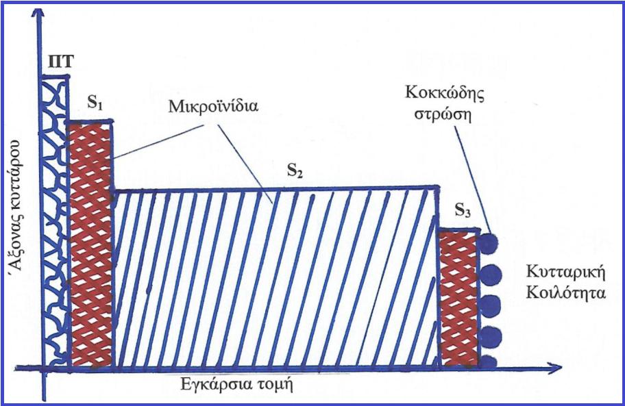 ΔΙΑΦΟΡΕΣ ΜΕΤΑΞΥ ΑΞΟΝΙΚΗΣ ΚΑΙ ΕΓΚΑΡΣΙΑΣ (ΕΦΑΠΤΟΜΕΝΙΚΗΣ Ή ΑΚΤΙΝΙΚΗΣ) ΡΙΚΝΩΣΗΣ ΚΑΙ ΔΙΟΓΚΩΣΗΣ Αξονική ρίκνωση και διόγκωση πολύ μικρή: ΛΟΓΟΙ : 1. Σχεδόν // διάταξη των μικροϊνιδίων στη S₂ στρώση 2.