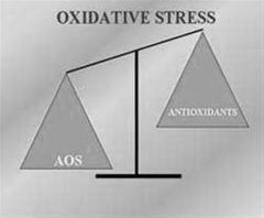1.3.3 Οξειδωτικό στρες (40),(42) Ο όρος στην ουσία αναφέρεται σε μια σοβαρή ανισορροπία μεταξύ της παραγωγής δραστικών ειδών οξυγόνου/αζώτου και της αντιοξειδωτικής άμυνας.