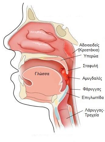 1.8 ΤΑ ΦΩΝΗΤΙΚΑ ΚΟΙΛΩΜΑΤΑ ΩΣ ΑΝΤΗΧΕΙΑ Όσες κοιλότητες βρίσκονται στο λαιμό πάνω από το λάρυγγα και στο κεφάλι γενικά λέγονται άνω αντηχεία, ενώ όσες βρίσκονται κάτω από το λάρυγγα ονομάζονται κάτω