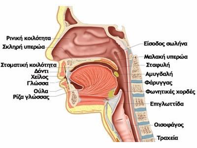 Στόμα: Το στόμα είναι από τις σημαντικότερες κοιλότητες ενίσχυσης του ήχου της φωνής μας. Ταυτοχρόνως, από το στόμα βγαίνει ο ήχος τον οποίο παράγουμε.