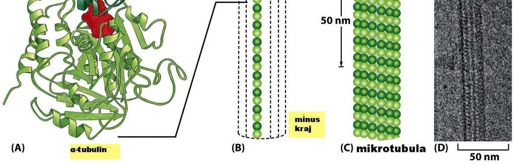 monomer: dimer α i β tubulina polimer: