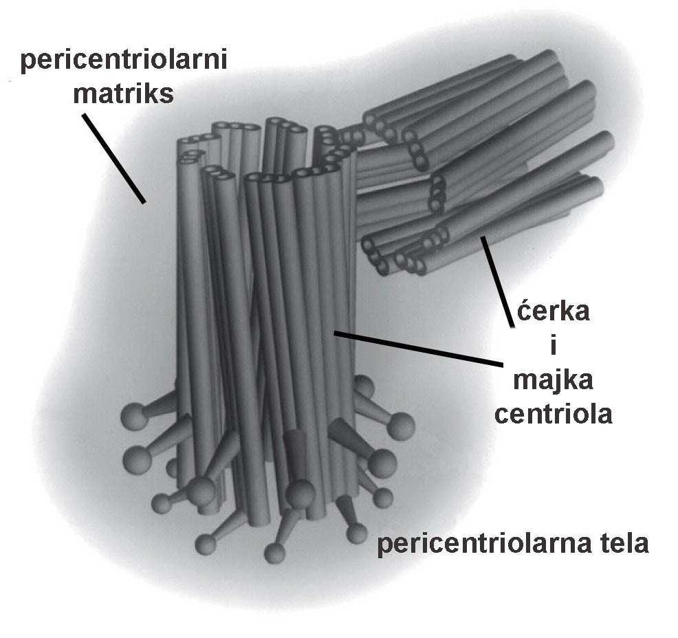 centrozom*