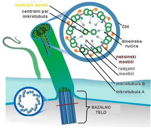 CITOSKELET