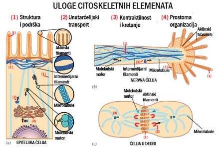 ULOGE