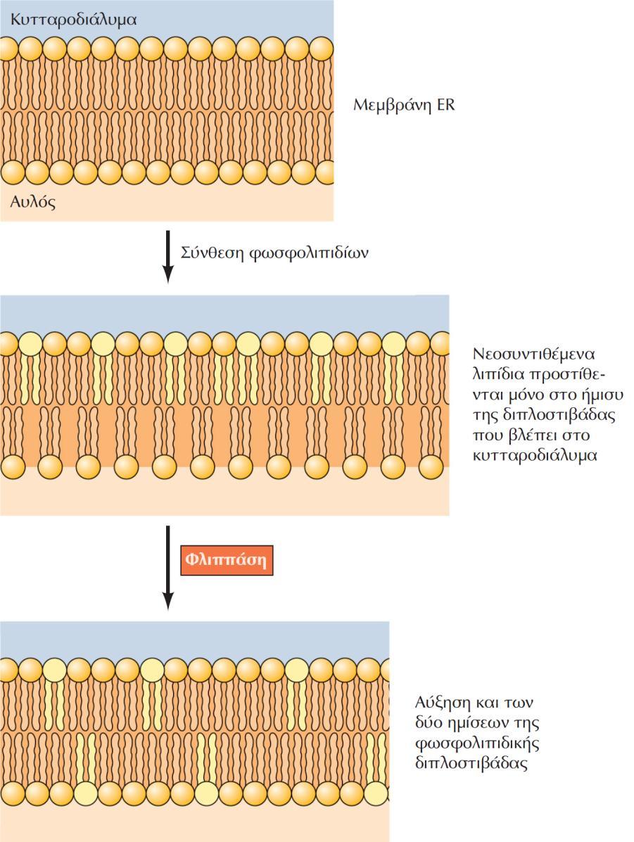 ΕΙΚΟΝΑ 10.21 Μετατόπιση των φωσφολιπιδίων μέσω της μεμβράνης του ER.