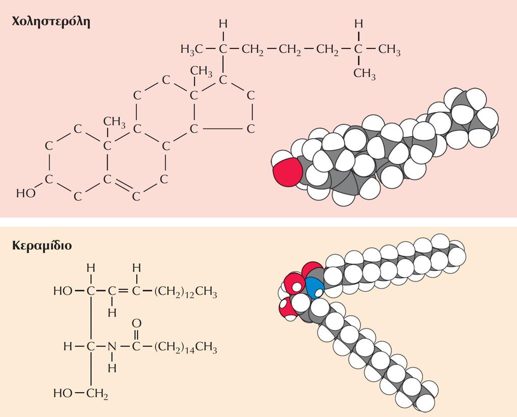ΕΙΚΟΝΑ 10.22 Δομές της χοληστερόλης και του κεραμιδίου.