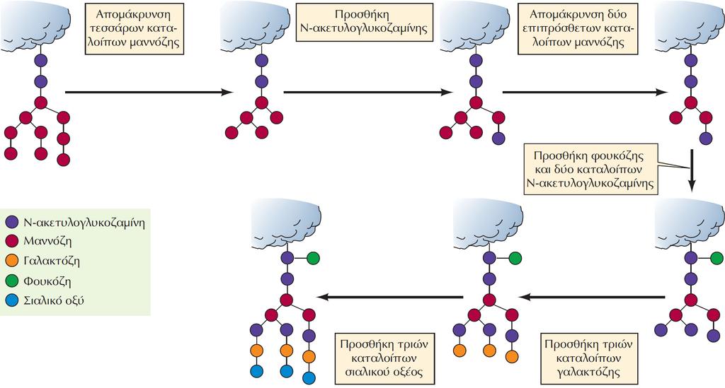 ΕΙΚΟΝΑ 10.28 Επεξεργασία των Ν-συνδεδεμένων ολιγοσακχαριτών στο Golgi.