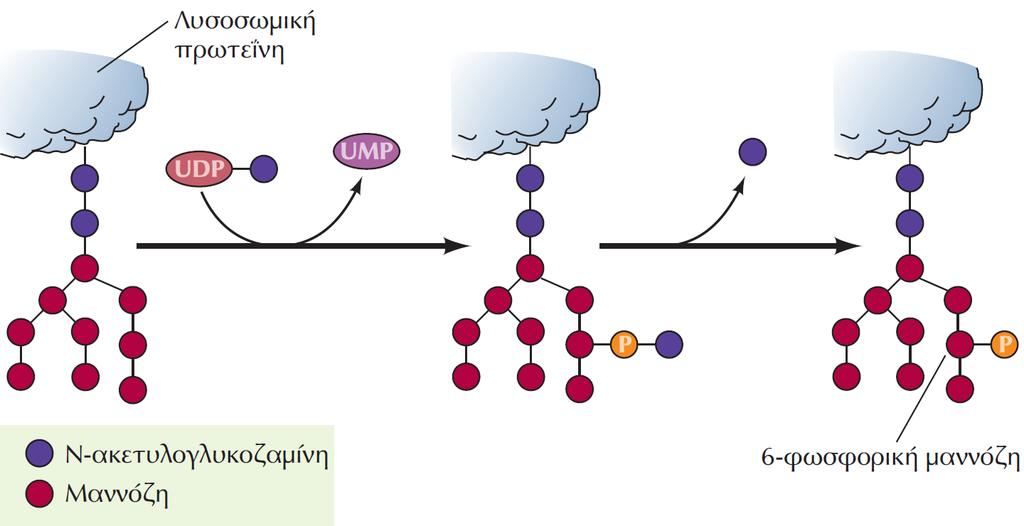 ΕΙΚΟΝΑ 10.29 Στόχευση των λυσοσωμικών πρωτεϊνών με φωσφορυλίωση καταλοίπων μαννόζης.