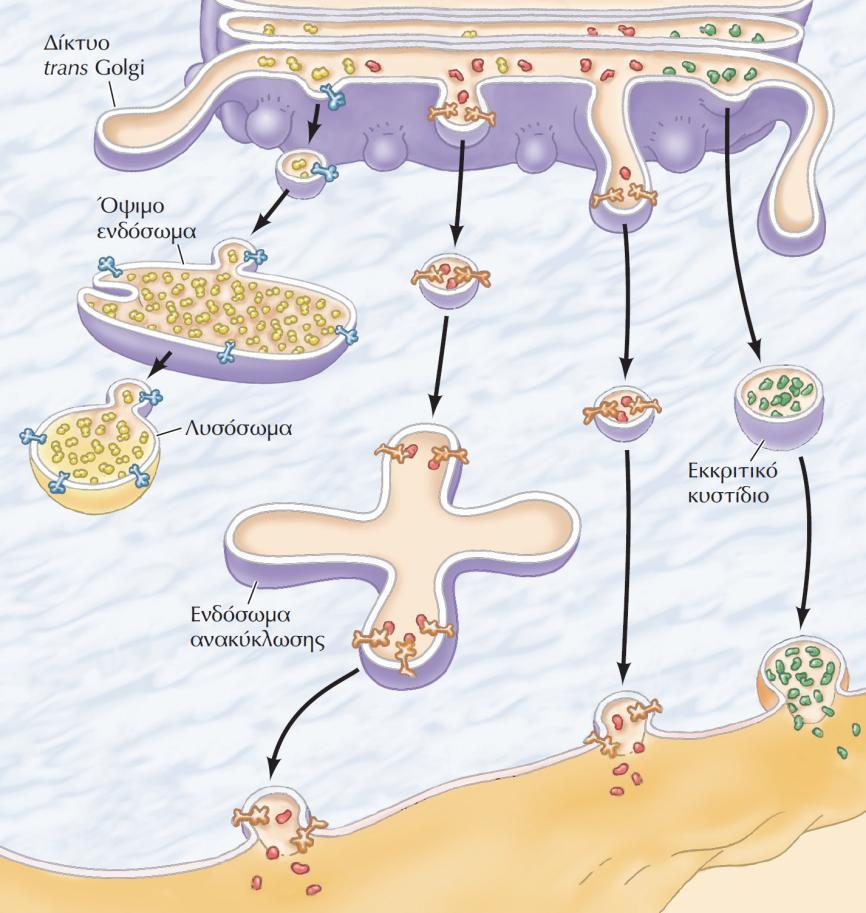 ΕΙΚΟΝΑ 10.31 Μεταφορά από τη συσκευή Golgi. Μετά τη διαλογή τους στο δίκτυο trans Golgi, οι πρωτεΐνες μεταφέρονται προς τους τελικούς τους προορισμούς μέσα σε κυστίδια.