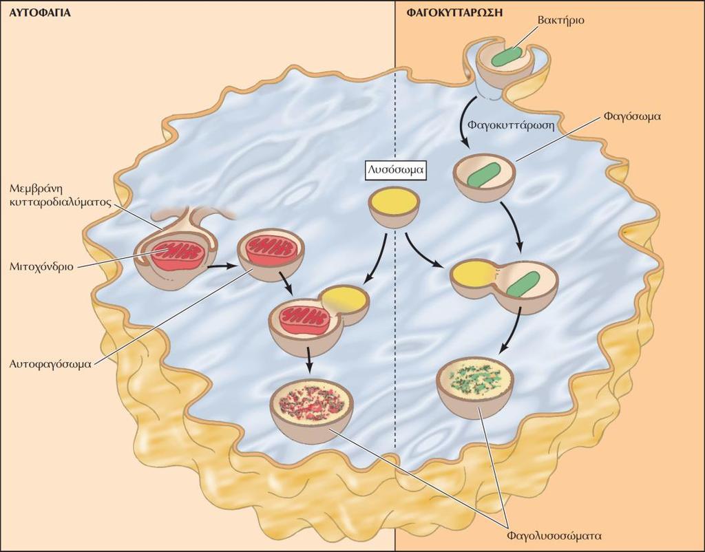 ΕΙΚΟΝΑ 10.44 Λυσοσώματα σε φαγοκυττάρωση και αυτοφαγία. Κατά τη φαγοκυττάρωση, σωματίδια μεγάλου μεγέθους (όπως βακτήρια) προσλαμβάνονται από κενοτόπια φαγοκυττάρωσης ή φαγοσώματα.