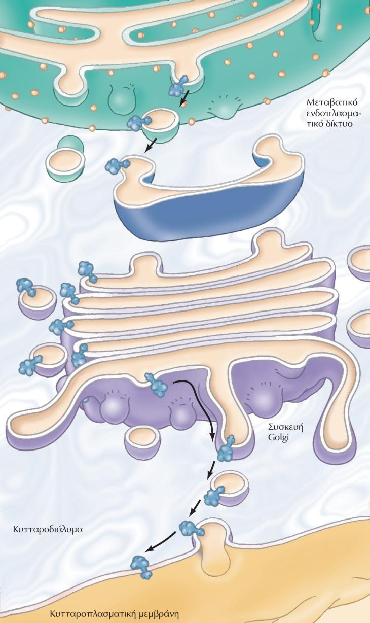 ΕΙΚΟΝΑ 10.11 Τοπολογία της εκκριτικής οδού. Ο αυλός του ενδοπλασματικού δικτύου και ο αυλός της συσκευής Golgi είναι τοπολογικά ισοδύναμοι με το εξωτερικό του κυττάρου.