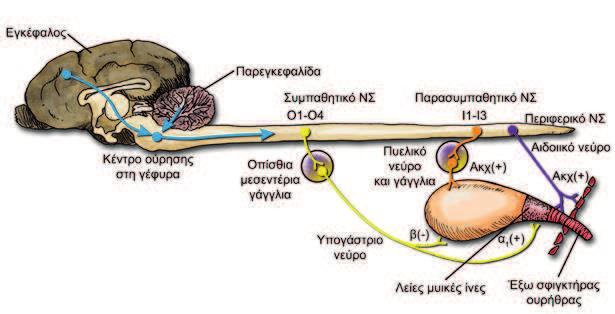 Εικόνα 77. Σχηματική αναπαράσταση του νευροανατομικού υποστρώματος της λειτουργίας της ούρησης. Ι.