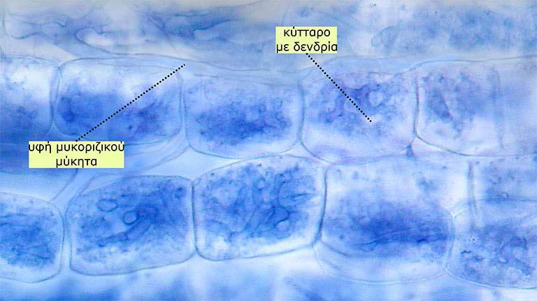 Η ανάπτυξη του ενδομυκορριζικού μύκητα Rhizophagus irregularis σε κύτταρα φλοιώδους παρεγχύματος ρίζας καλαμποκιού.