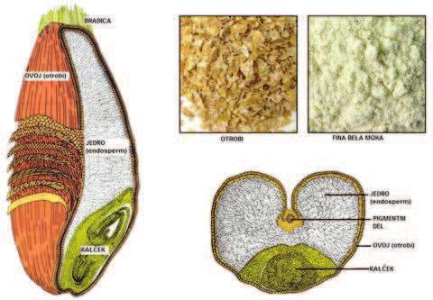 Слика 1: Анатомија на пченично зрно [79] Семената обвивка (надворешните слоеви на пченичното зрно) е повеќеслојна и го штити главниот дел на зрното, таа е богата со витамини од Б комплексот и