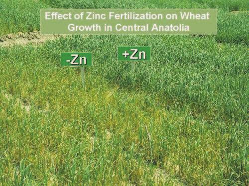 расположива количина на Zn во почвата и овозможување на адекватен транспорт до семето во времето на репродуктивните фази на раст на растенијата.