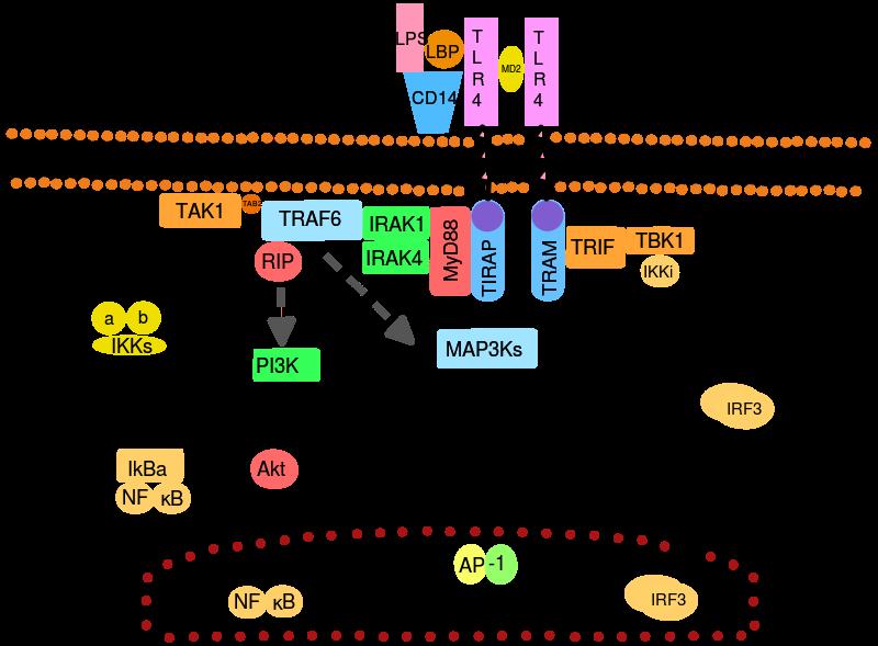 Τhe mechanism is complex.