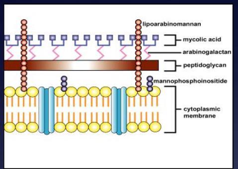 Mycobacterium 1882 Franz Ziehl - Friedrich Neelsen Μυκολικό οξύ συγκέντρωση (60%) σταθερή παρουσία 70-90
