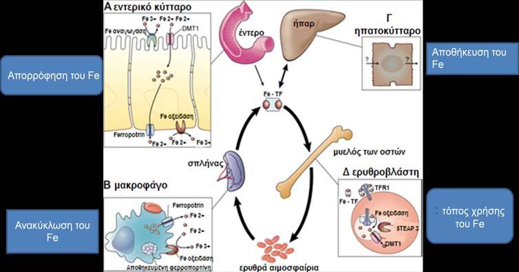 και λιγότερο με τη μυοσφαιρίνη (45, 46). Το κυρίως αποθηκευτικό όργανο για το σίδηρο στο σώμα είναι το ήπαρ και εκεί ο σίδηρος αποθηκεύεται συνδεδεμένος με την πρωτεΐνη φερριτίνη (47).