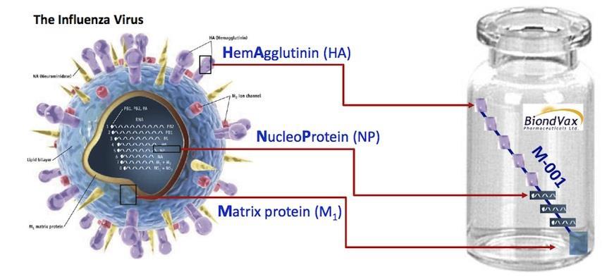 Multimeric-001 Πεπτίδια επιτόπων από 3 διαφορετικές πρωτεΐνες του ιού Διέγερση χυμικής και κυτταρικής ανοσίας Μελέτη