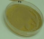 Penicillium corylophillum ΜΥΚΗΤΑΣ ΧΡΟΝΟΣ ΕΠΩΑΣΗΣ (ΗΜΕΡΕΣ) ΜΑΡΤΥΡΑΣ ΖΥΜΗ Penicillium expansum F1 3 7 14 Penicillium commune F2 3 7 14 Penicillium chrysogenum F3 3 7 14 3 F4 7 14 Πίνακας 3.2.6.