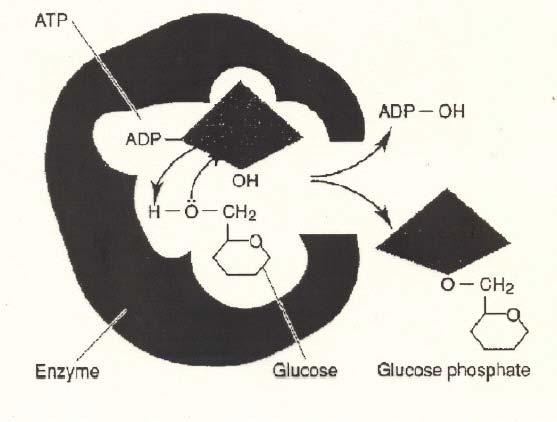 Spregute reakcije u biohemiji AT 4- + H 2 O AD 3 -+ HO 4 2- + H + ΔG 0 = 30,5 kj/mol Glukoza + HO 2-4 + H + [Glukoza-fosfat] - + H 2 O ΔG 0 =13,8 kj/mol Glukoza