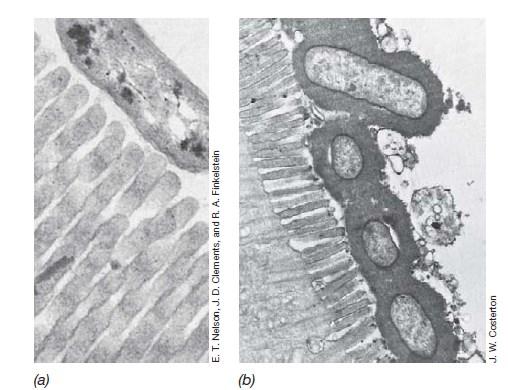 Površinske strukture koje potpomažu prianjanje patogena: - glikokaliks
