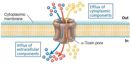 stafilokoka prave pore u membrani kroz koje izlazi ćelijski