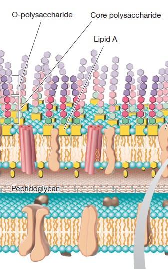 Endotoksini većina gramnegativnih bakterija proizvode toksične lipopolisaharide kao deo spoljašnjeg sloja ćelijskog zida Escherichia, Salmonella, Shigella nespecifični vezani su ZA ćeliju i otpuštaju