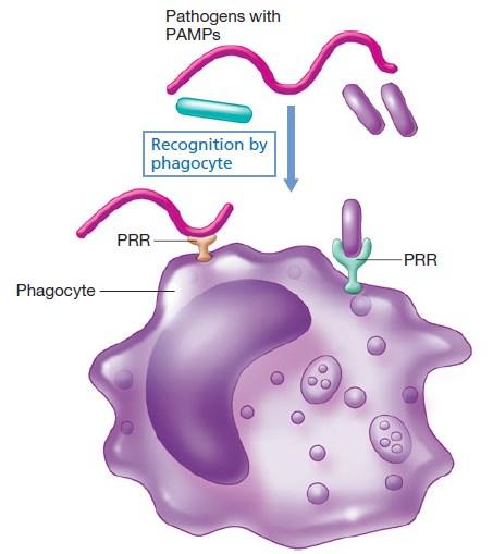 Konstitutivni imunski odgovor radi i bez prethodnog izlaganja patogenu neki makromolekuli na i u patogenima ispoljavaju ponavljajuće molekularne obrasce: LPS sloj, flagelin, dsrnk, peptidoglukan