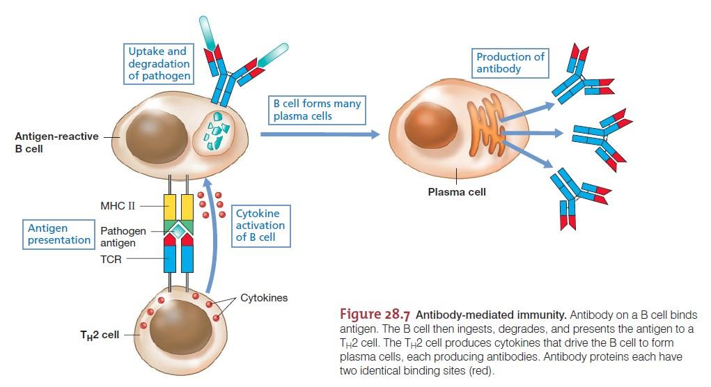 B ćelije i antitela imunoglobulini koje proizvode B ćelije 1 antigen 1 antitelo B ćelije imaju preformirana antitela na površini ćelije da bi proizvele antitela, moraju prvo vezati antigen