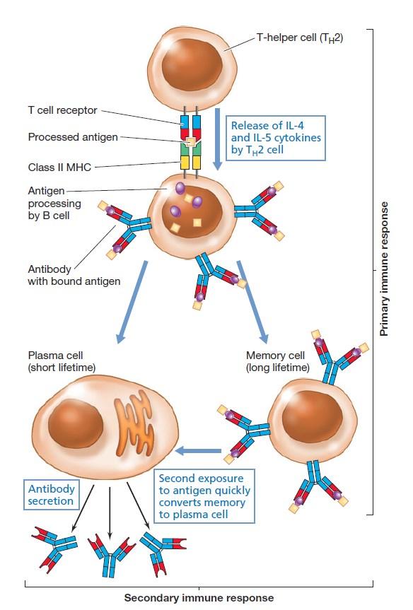 Primarni i sekundarni imunski odgovor B ćelije se zatim diferenciraju u plazma ćelije koje proizvode antitela i memorijske ćelije koje pamte susret sa patogenom