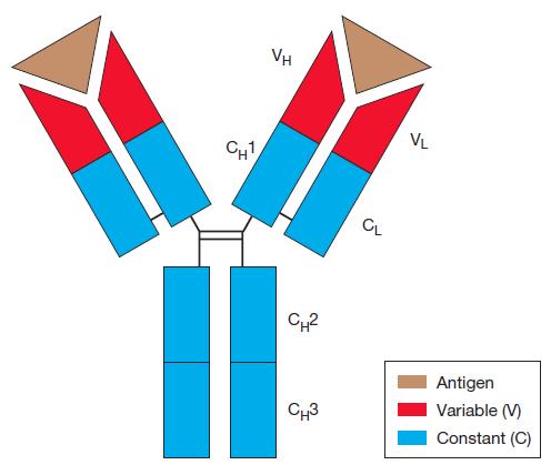 IgG čini 80% antitela u serumu Građa i diverzitet antitela 4 polipeptidna lanca povezana disulfidnim mostovima 2 identična laka (220 AK) i 2 identična teška (440 AK) konstantni i varijabilni domeni 2