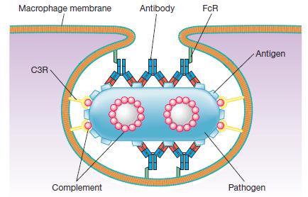 Opsonizacija pospešivanje fagocitoze usled depozicije antitela ili komplementa na površini patogena većina