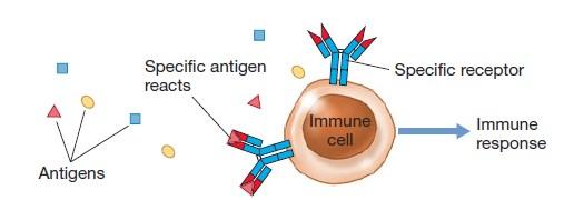 Najvažnije osobine adaptivnog imunskog odgovora specifičnost imunske ćelije
