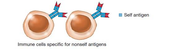 rast i deobu antigenreaktivnih ćelija u velikom broju kopija tolerancija imunske