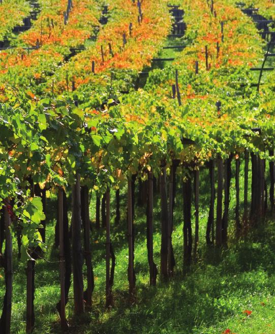 SORTE IN VRSTE VIN V SLOVENIJI Slovenija ima v bazo OIV vpisanih 118 različni vinskih sort, medtem ko na spletni
