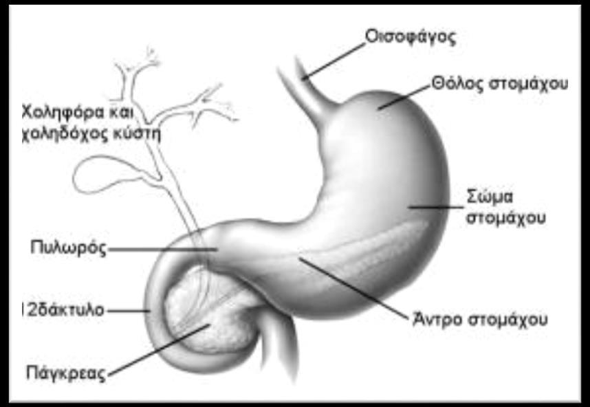 Το σώμα, που ουσιαστικά συνδέει το θόλο με το άντρο. Το άντρο, που αποτελεί την περιφερικότερη μοίρα του στομάχου και εσωτερικά χαρακτηρίζεται από επίπεδο βλεννογόνο και απουσία γαστρικών πτυχών.