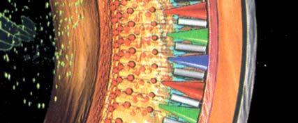 Čepnice Samo čepnice ločijo barve. 7.000.000 čepnic v povprečnem očesu. Manj občutljive na svetlobo Ločijo barve. Razporejene so predvsem okoli rumene pege.