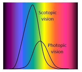 EV R: Svetloba in barve 16 Tudi pri nočnem vidu (s paličnicami) je podobno.