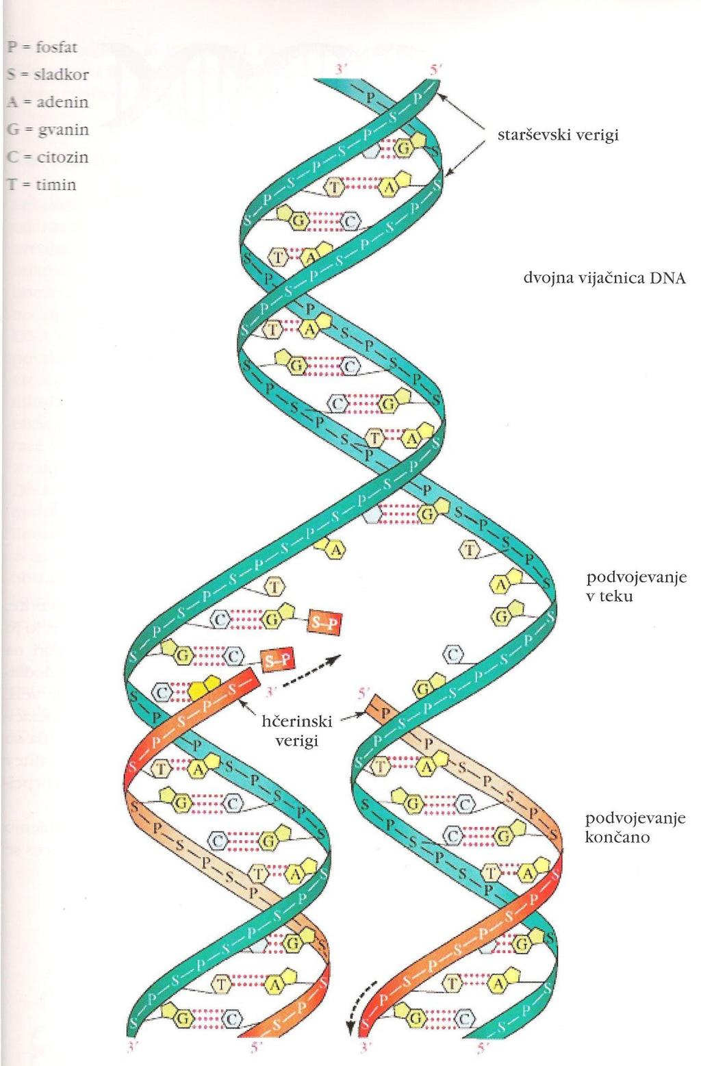 Poenostavljena shema podvojevanja dvojne vijačnice DNA vsaka