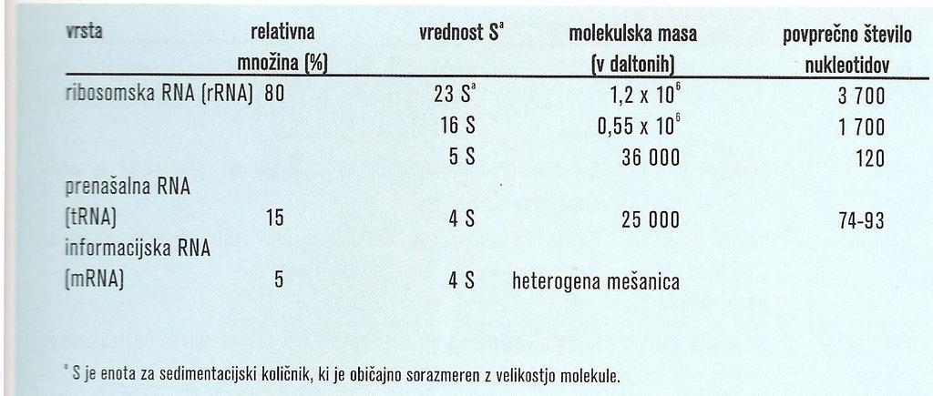 RNA približno 5 10 % suhe mase celice 1. informacijska RNA (mrna) prenos sporočila za sintezo proteina od jedrne DNA do ribosomov, sinteza v jedru 2.