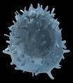 Dendritic cell