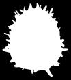 KERATINOCYTE