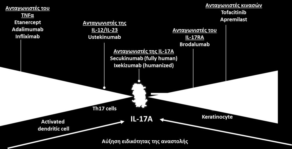 Η IL17A δρα απευκείασ ςτο κερατινοκφτταρο W.