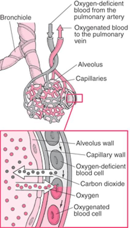 Alveolar