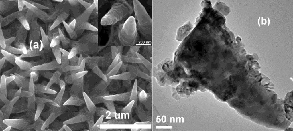Fig. 8. (a) Imagini FESEM ale unei retele de nanobaghete de ZnO/Zn 1-x Mn x O/BaTiO 3 (b) Imaginea TEM a unui varf de nanobagheta de ZnO/Zn 1-x Mn x O/BaTiO 3. Imaginile SEM din Fig.