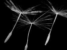 Εικόνα 2: οι καρποί (αχαίνια) του ταραξάκου ( Steve Hurst) Το ταραξάκο μοιάζει μορφολογικά και θα πρέπει να διακρίνεται από το φυτό Hypochaeris radicata, γνωστό στους αγγλοσαξονικές χώρες ως false